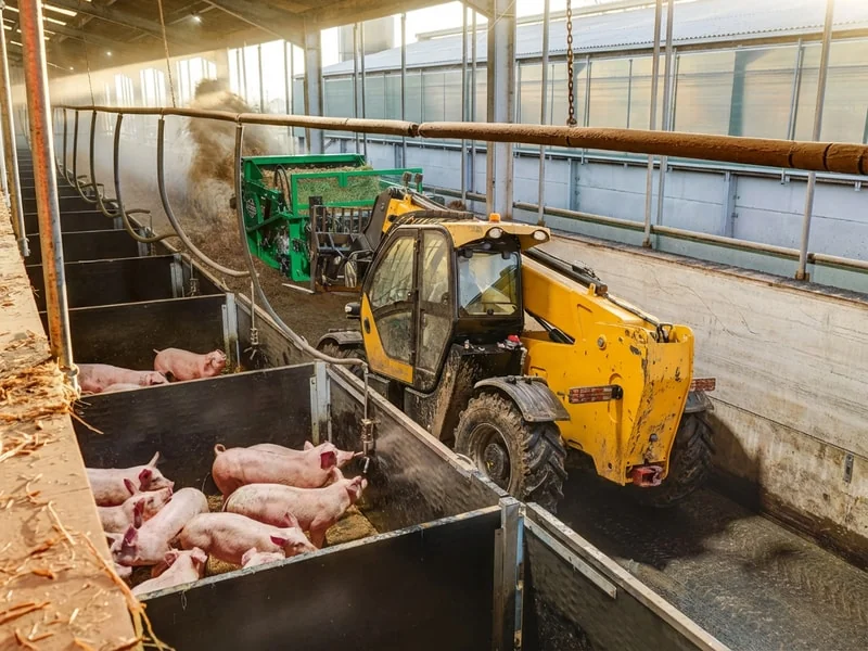 Telehandler feeding livestock on dairy and cattle farm